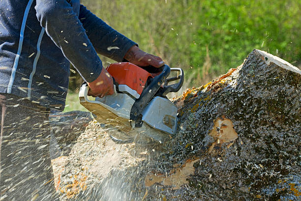 Best Tree Stump Removal  in Norton, KS